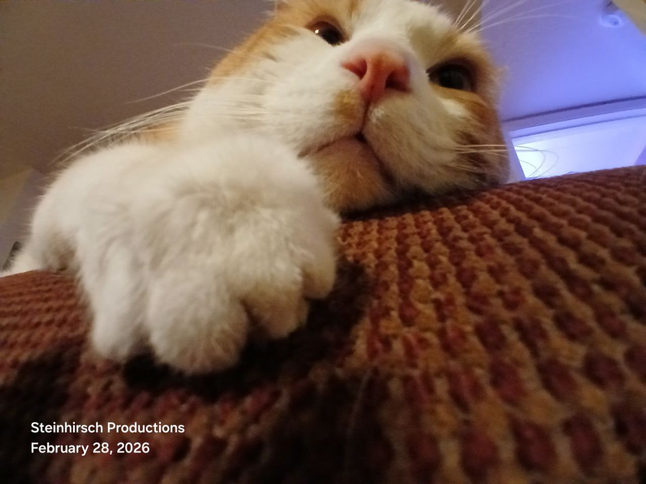 a cat is laying on a couch